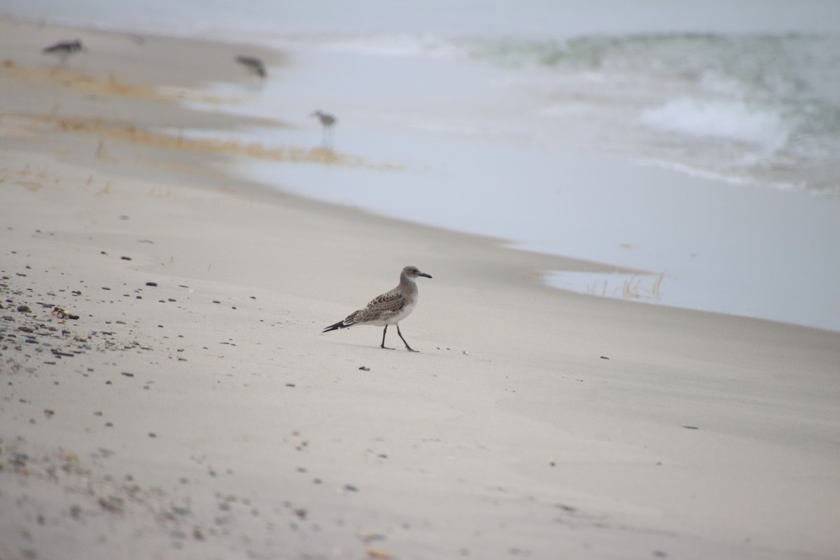 Laughing Gull - ML622672693
