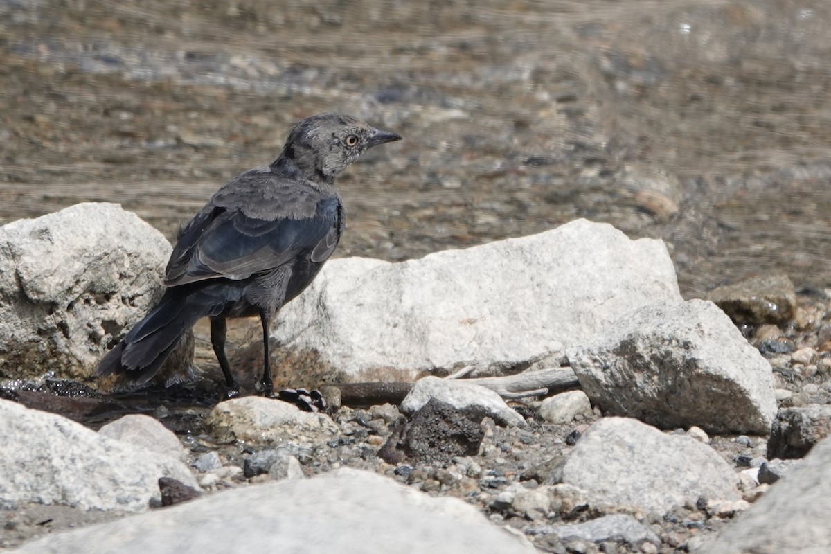 Brewer's Blackbird - ML622672706