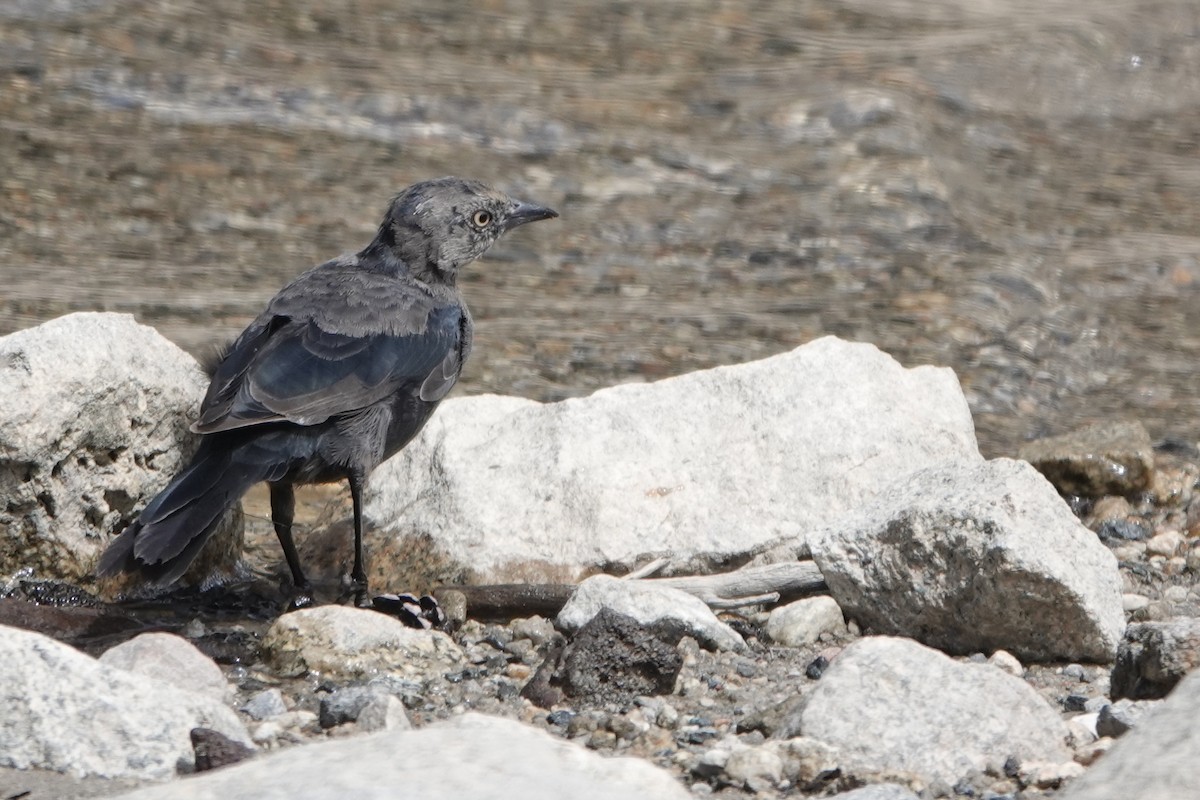 Brewer's Blackbird - ML622672707