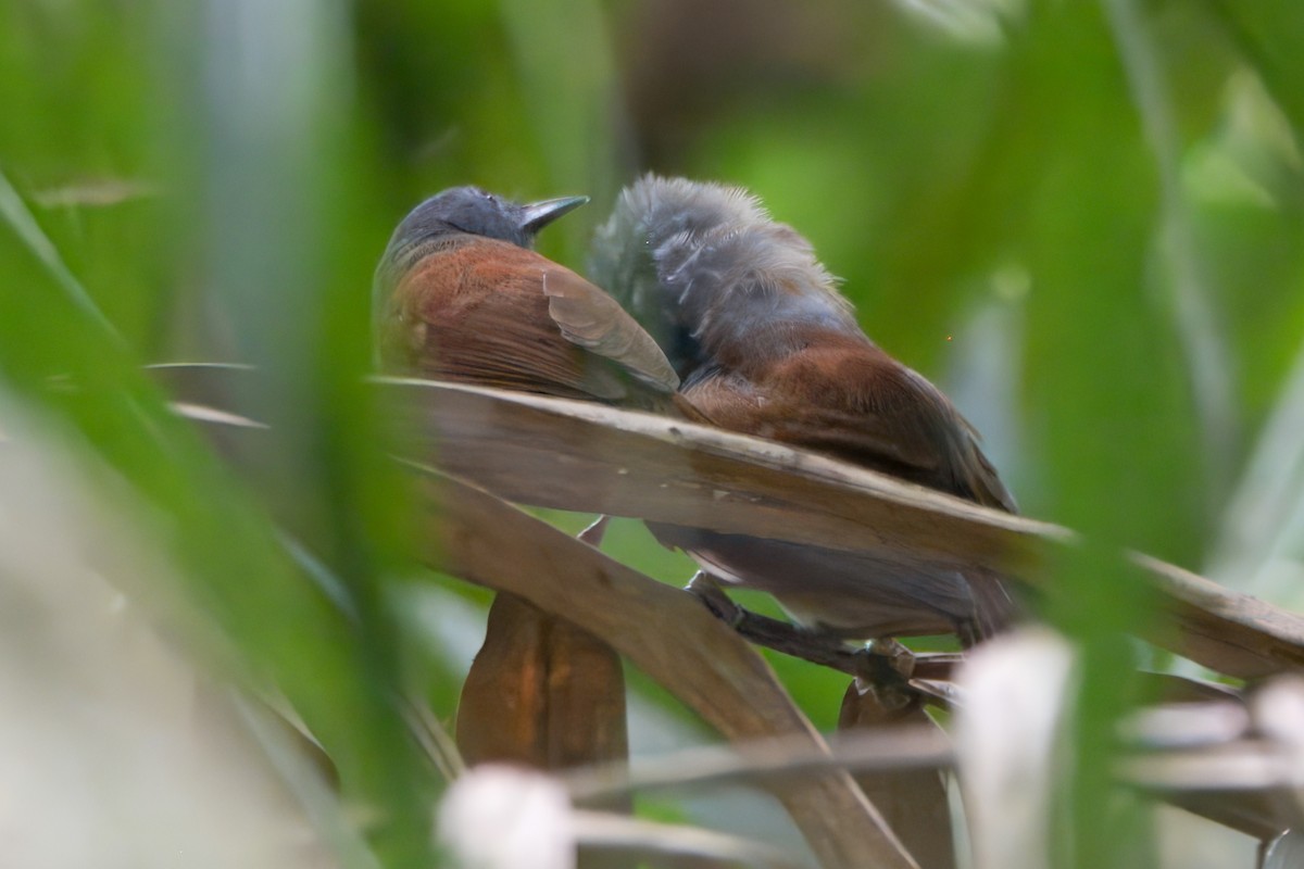 Gray-hooded Babbler - Joseph Smith