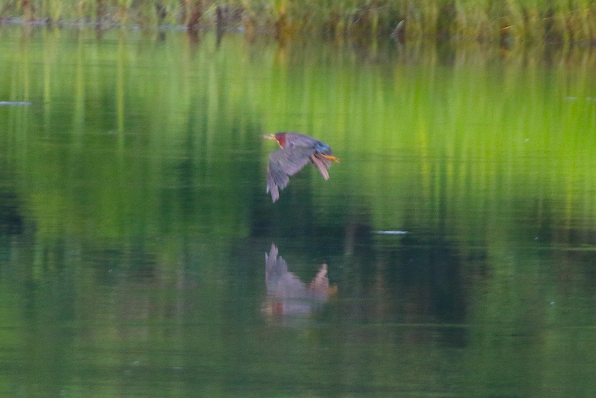 Green Heron - Cynthia Conturie