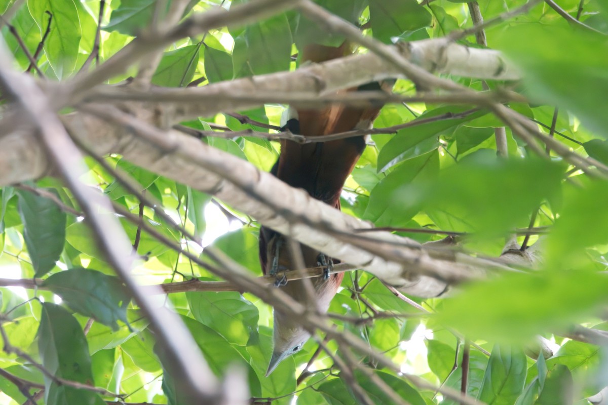 Raffles's Malkoha - ML622672751