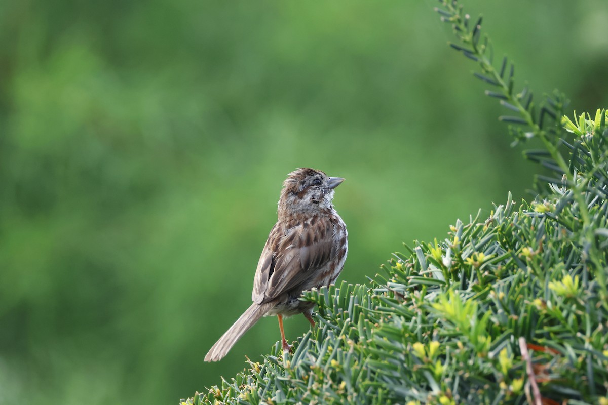 Song Sparrow - ML622672779