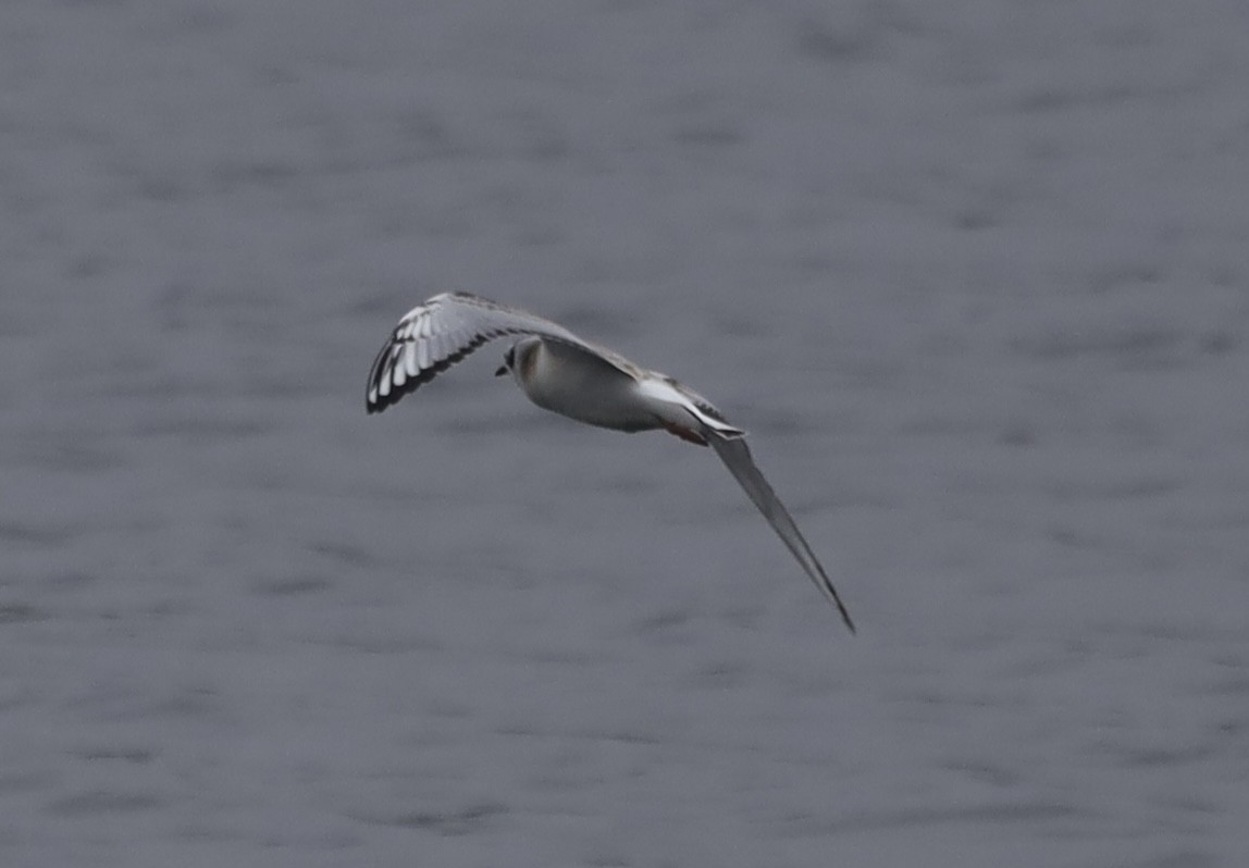 Bonaparte's Gull - Mike McInnis