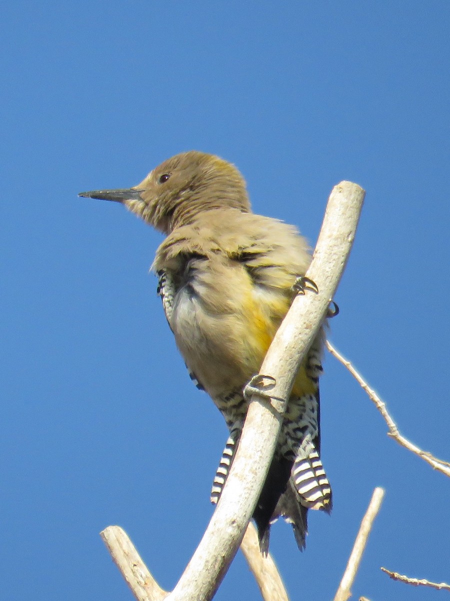 Gila Woodpecker - ML622672835