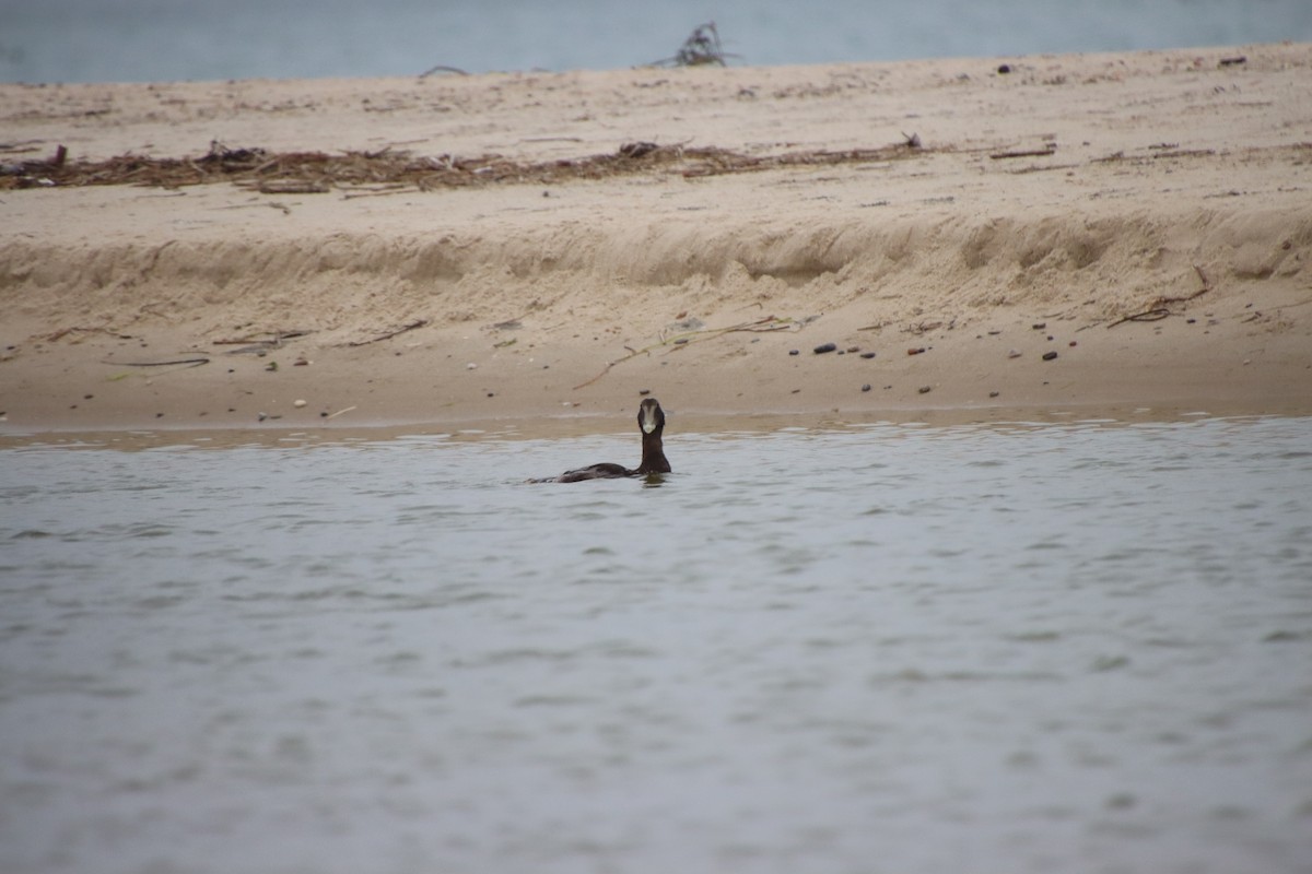 Common Eider (Dresser's) - ML622672850