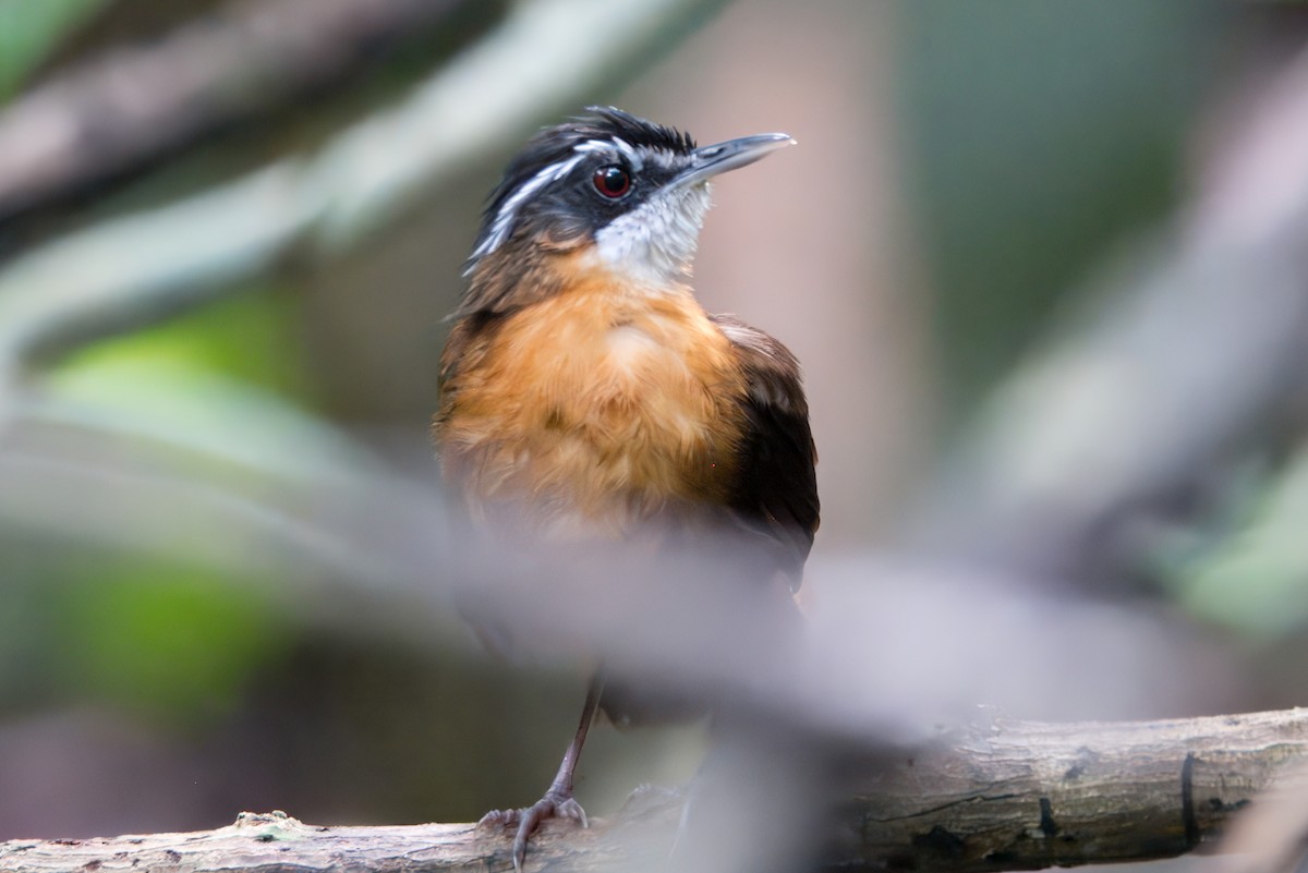 Bornean Black-capped Babbler - Joseph Smith