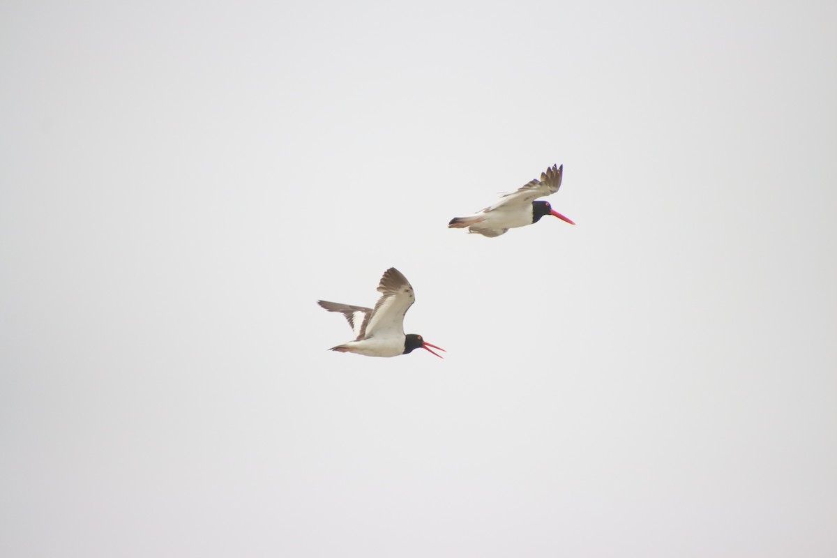 American Oystercatcher - ML622672872