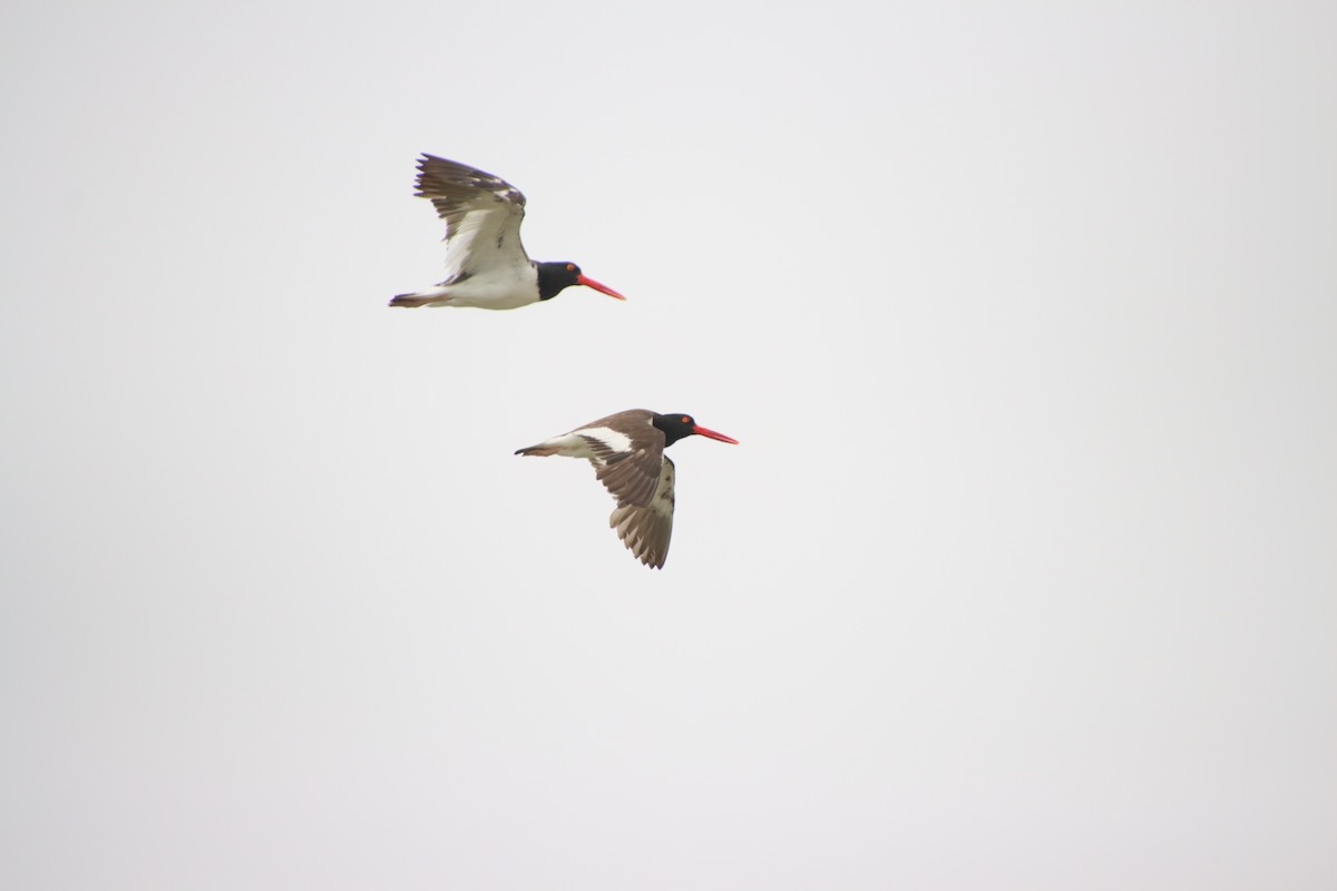 American Oystercatcher - ML622672873