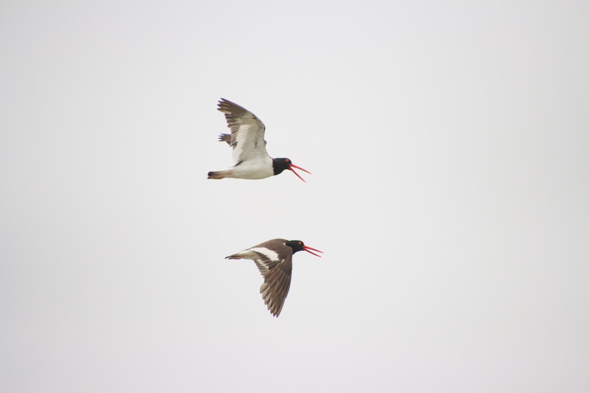 American Oystercatcher - ML622672874