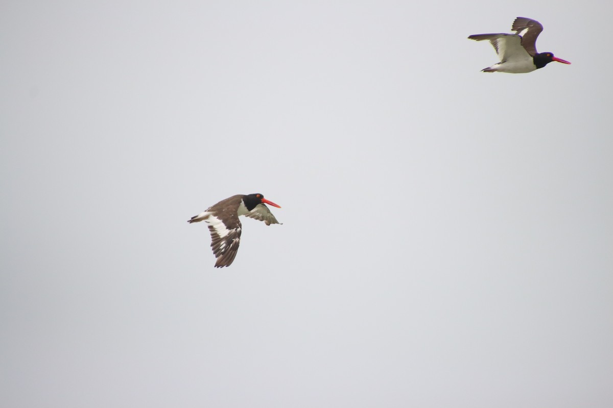 American Oystercatcher - ML622672875