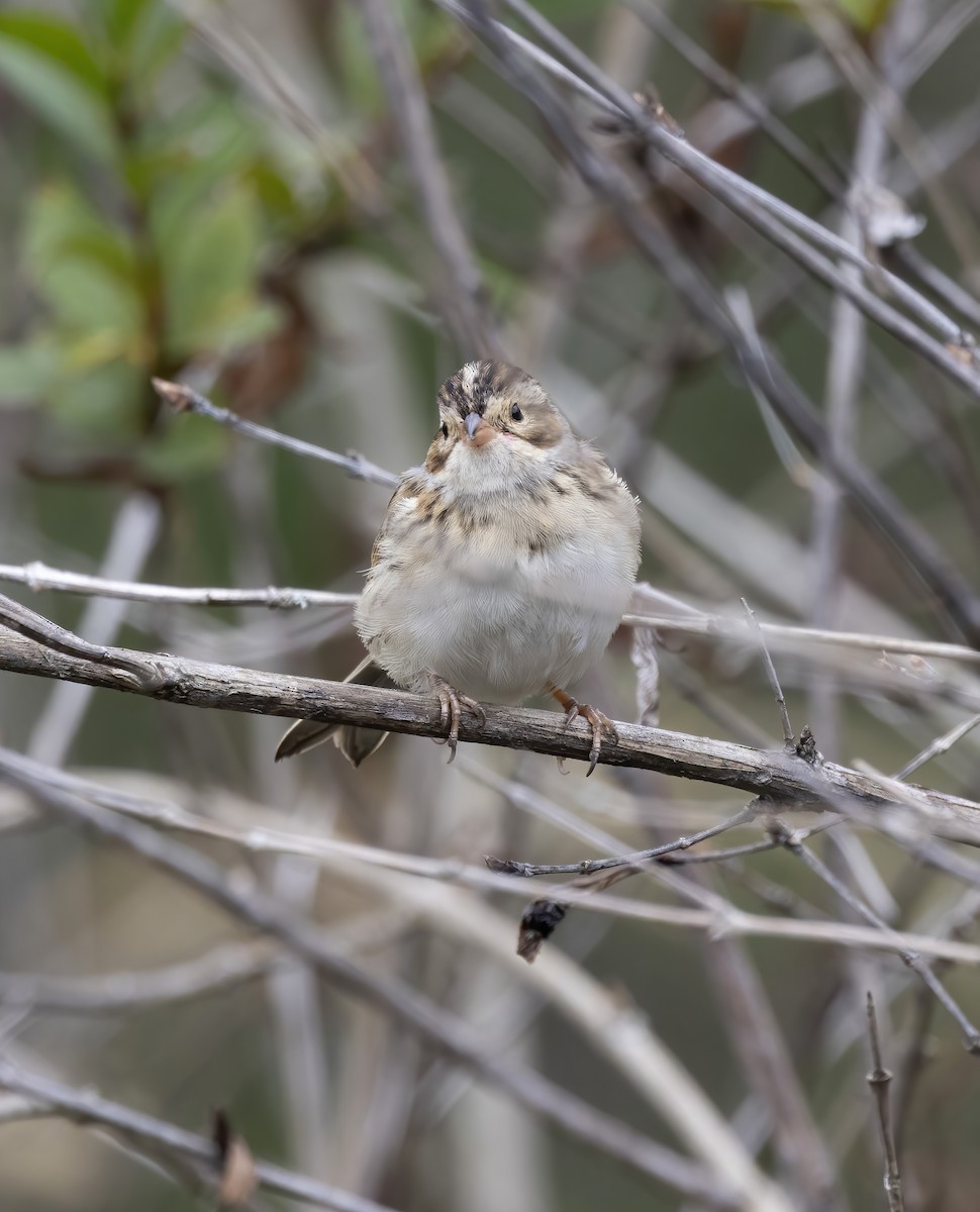Clay-colored Sparrow - ML622672884