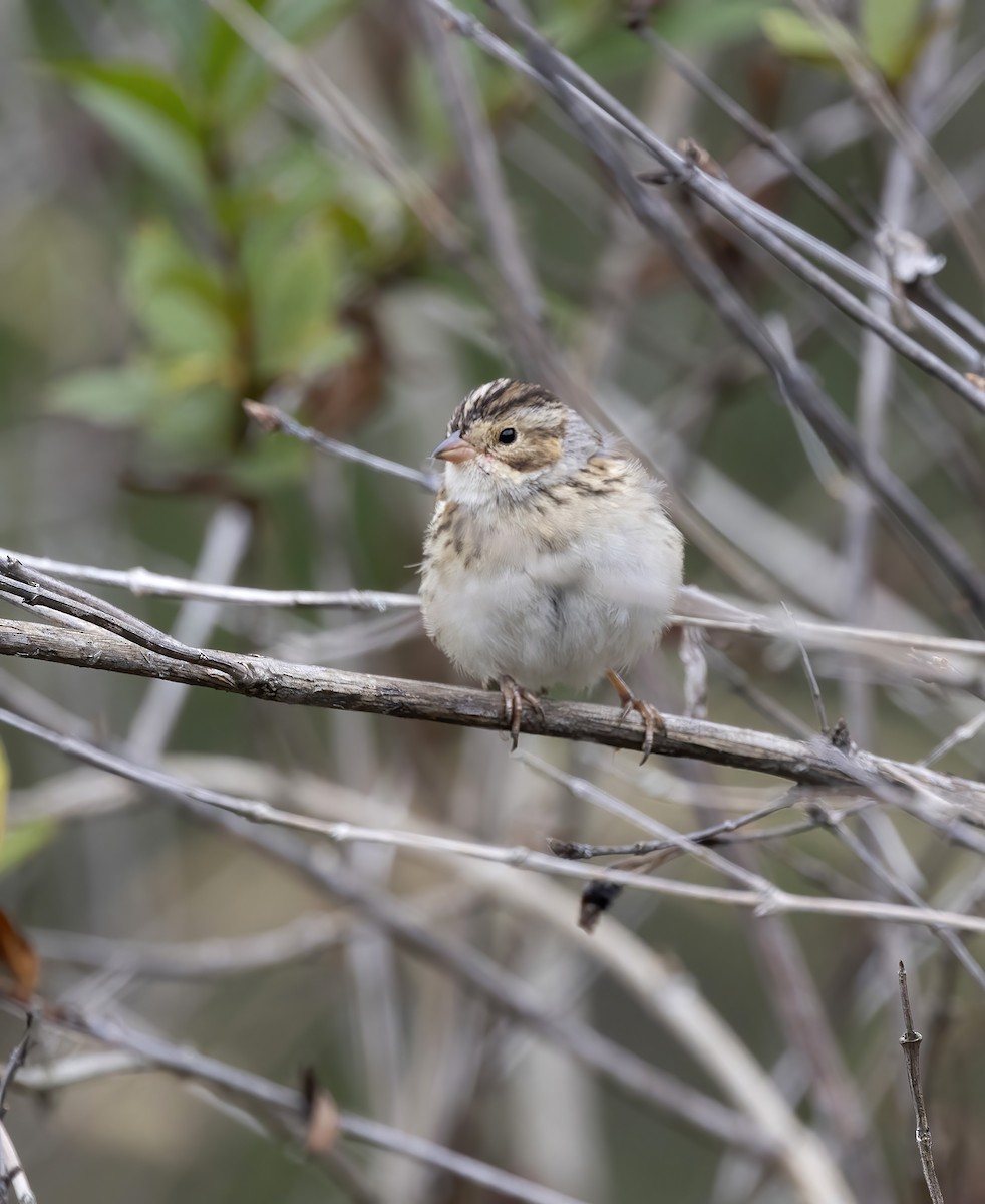 Clay-colored Sparrow - ML622672888