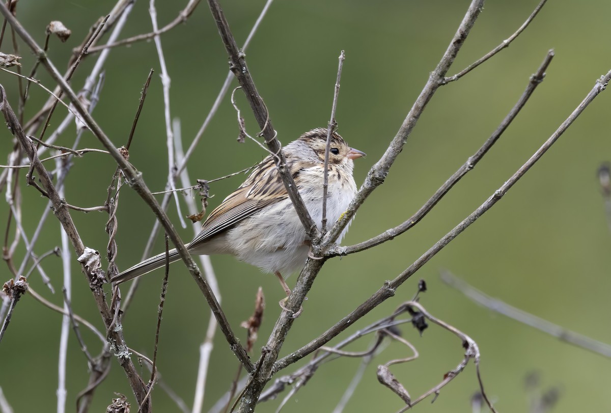 Clay-colored Sparrow - ML622672891