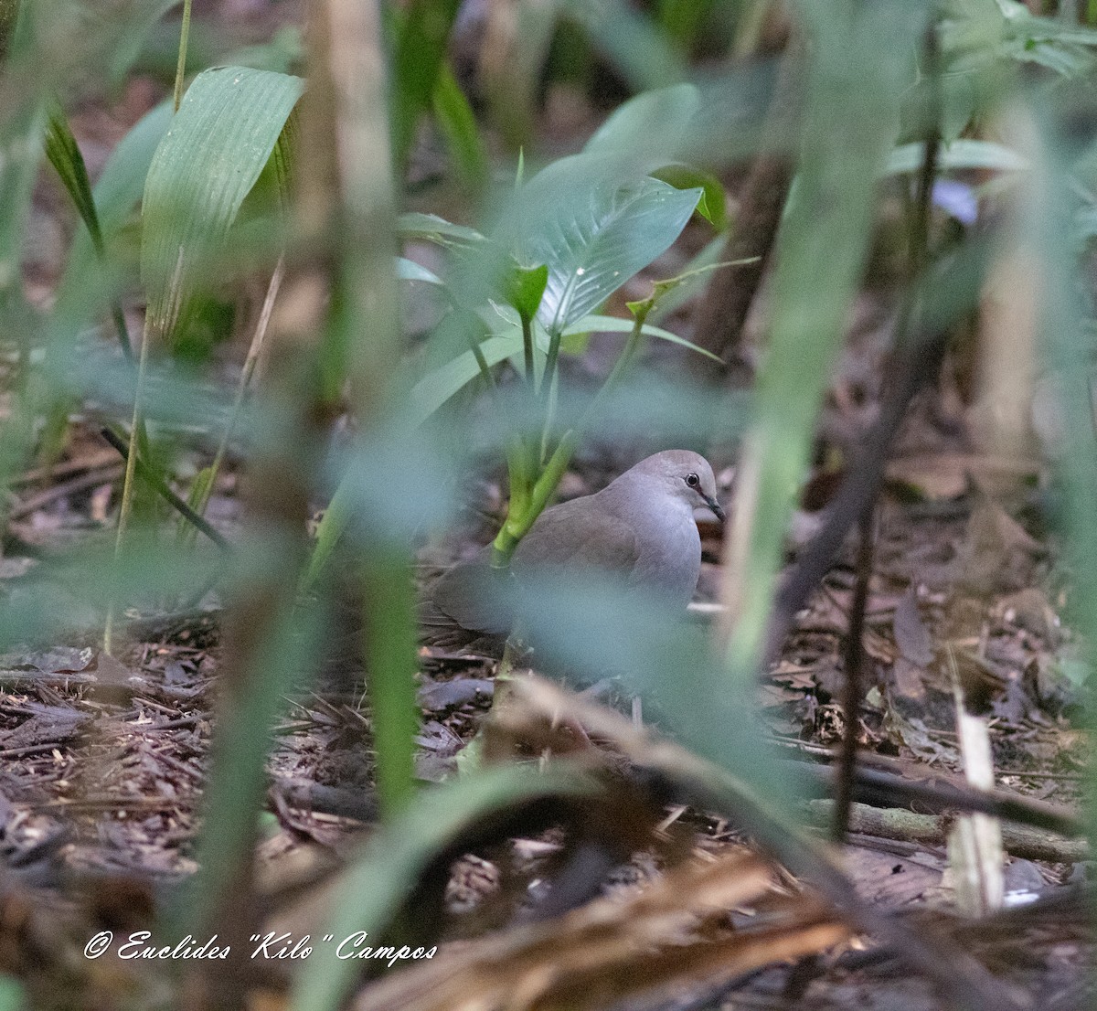 Gray-chested Dove - ML622672902