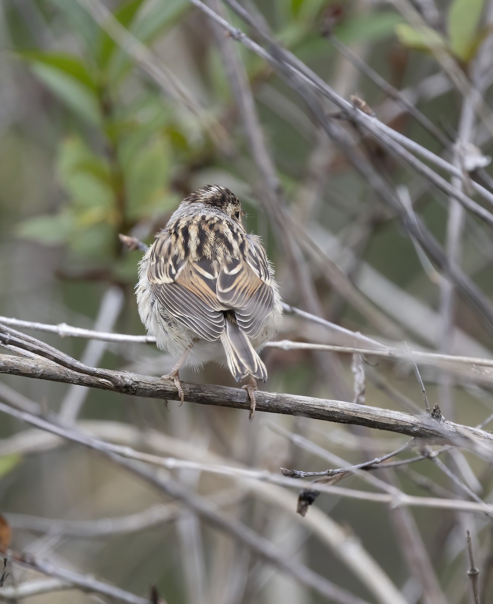 Clay-colored Sparrow - ML622672904