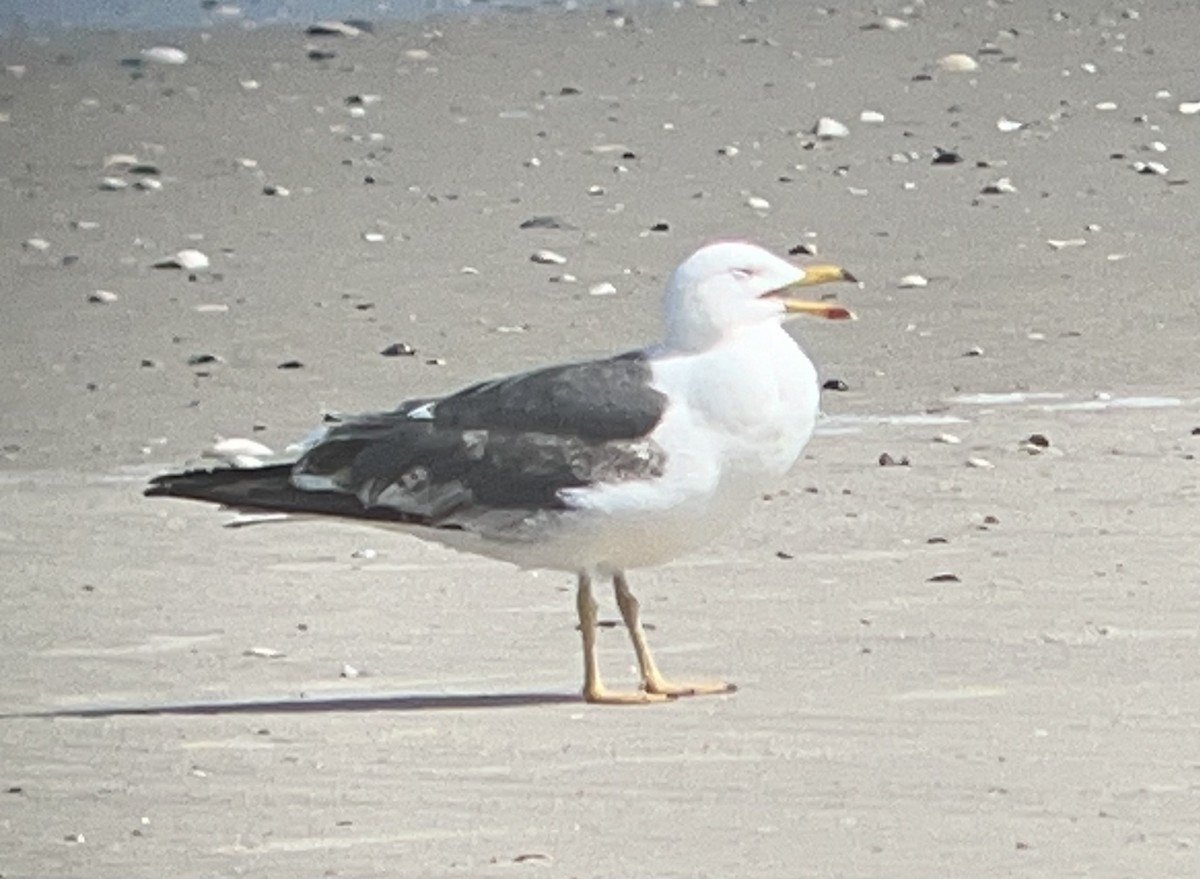 Gaviota Sombría - ML622672918