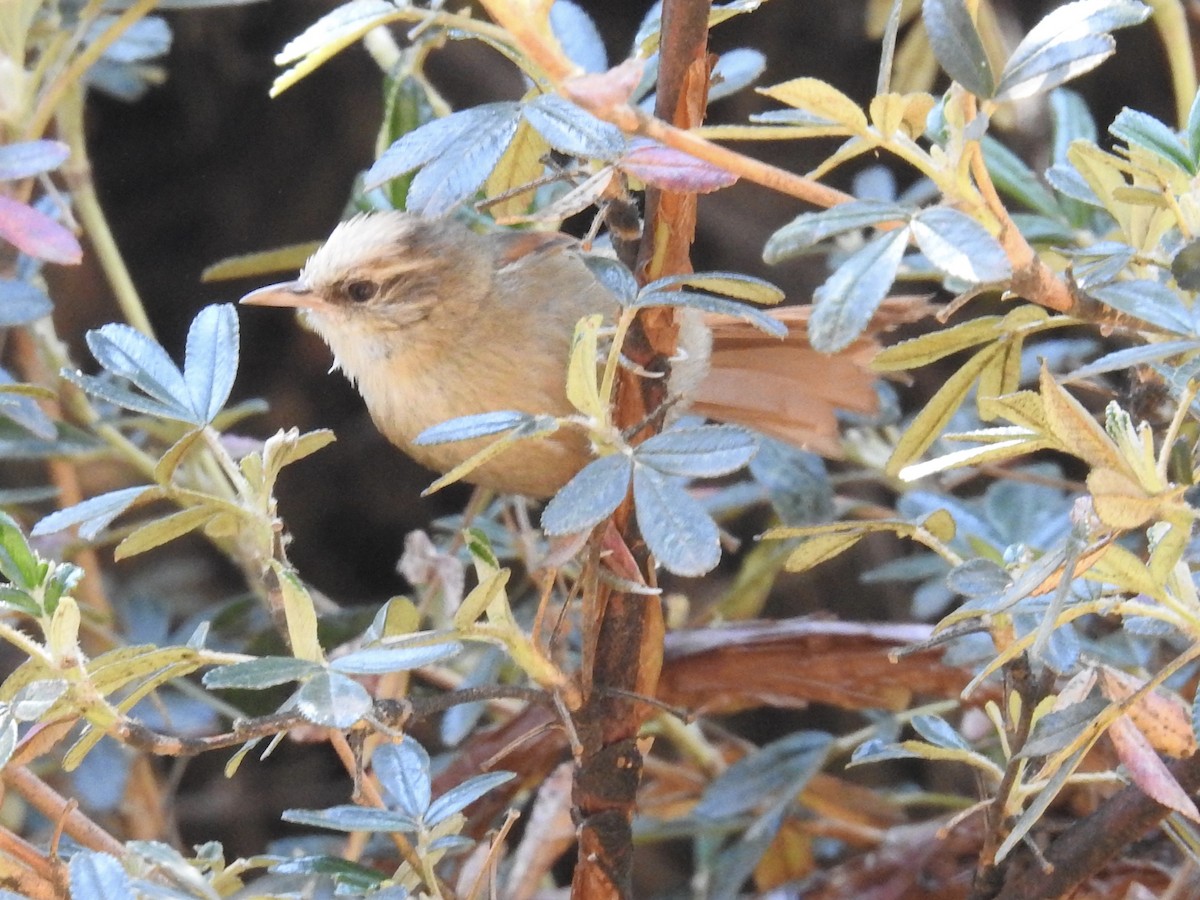 Creamy-crested Spinetail - David Cristóbal Huertas