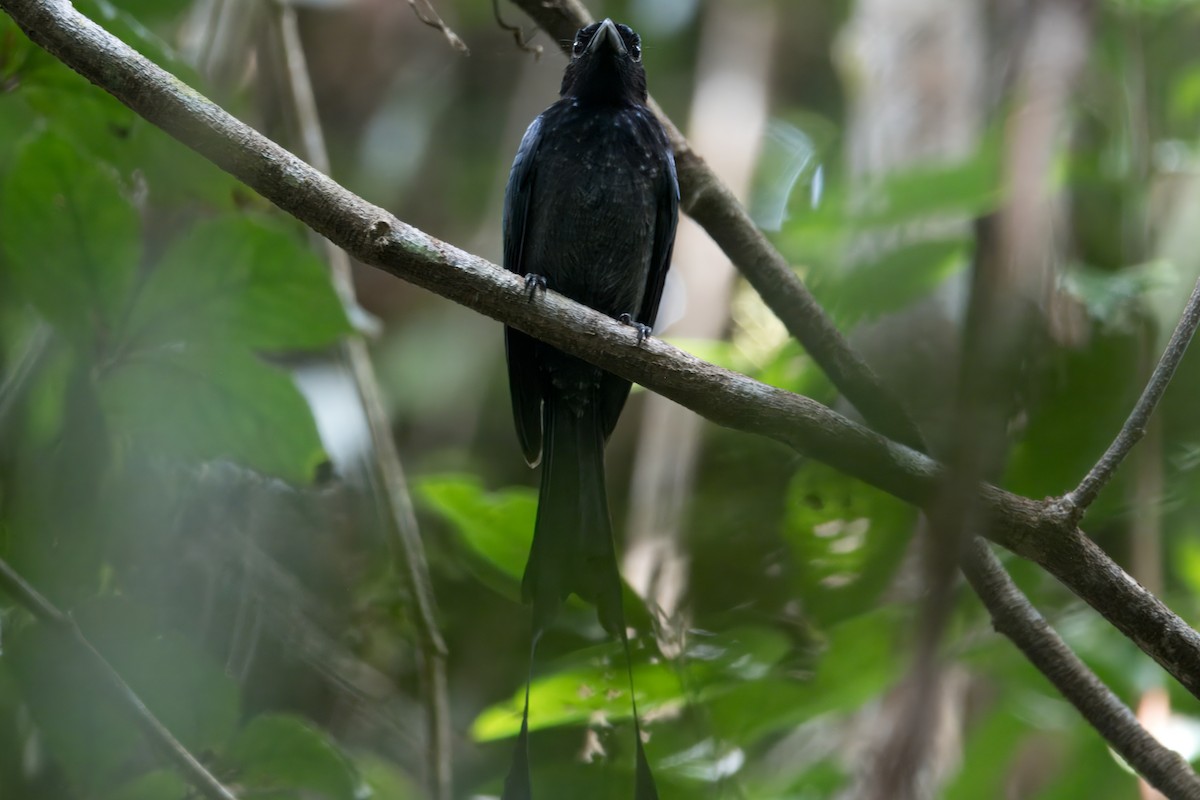 Drongo de Raquetas Grande - ML622673004