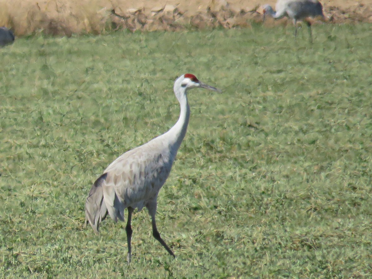 Sandhill Crane - ML622673023