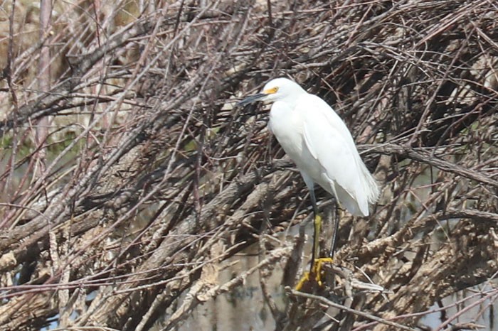 Snowy Egret - Tony Godfrey