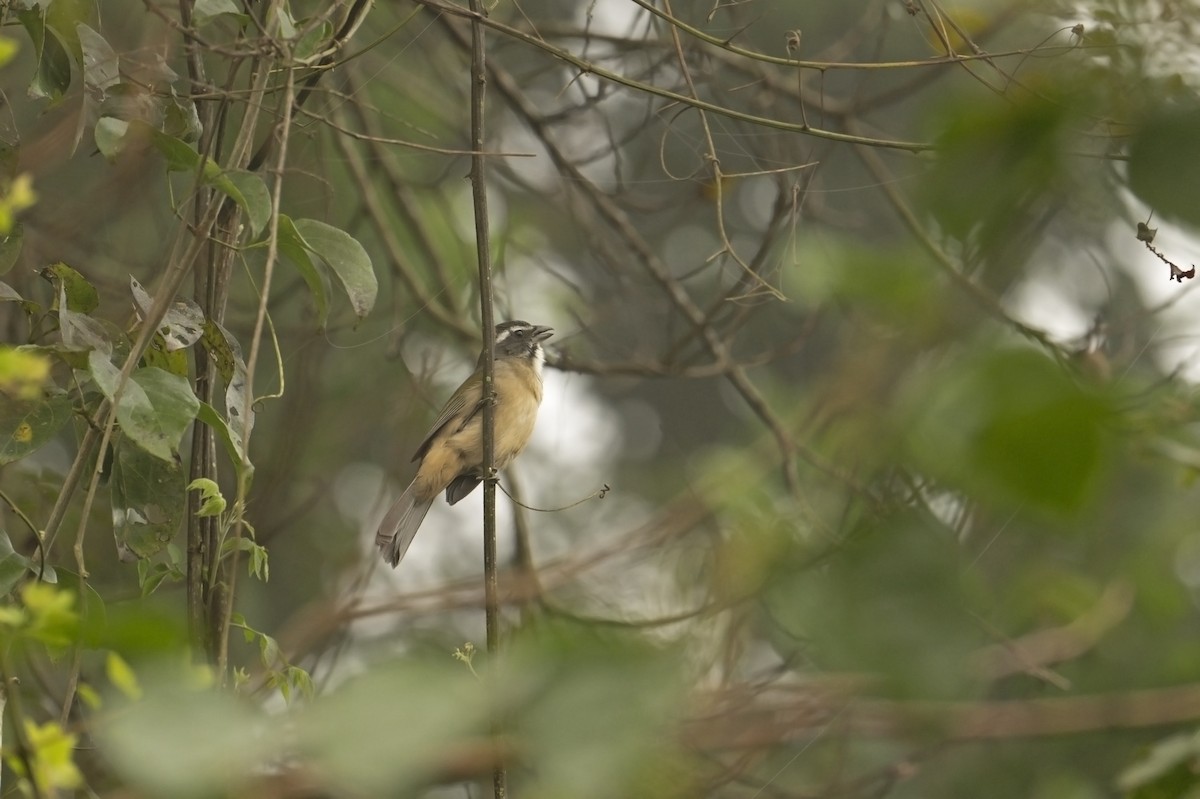 Green-winged Saltator - ML622673056