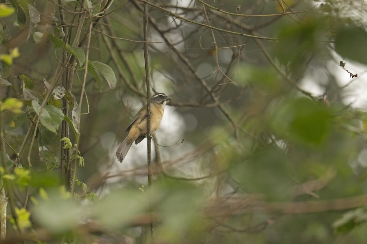 Green-winged Saltator - ML622673057