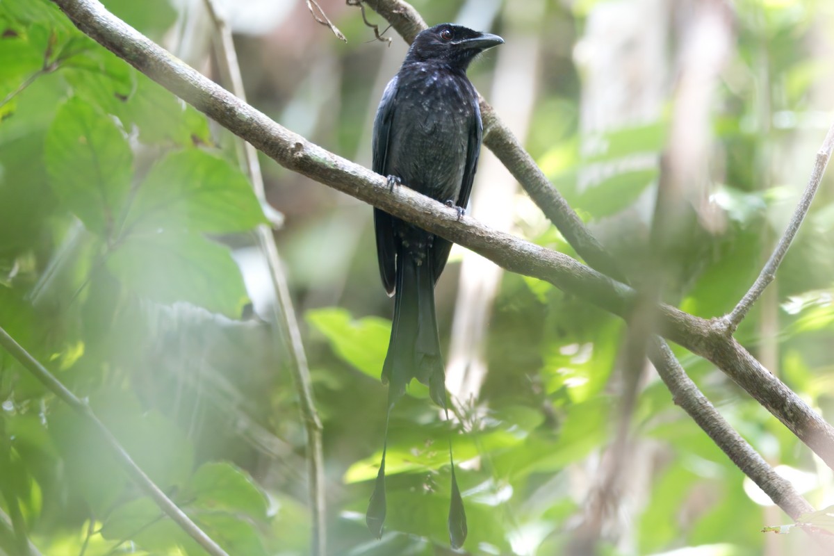 Greater Racket-tailed Drongo - ML622673118