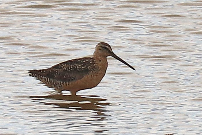 langnebbekkasinsnipe - ML622673145