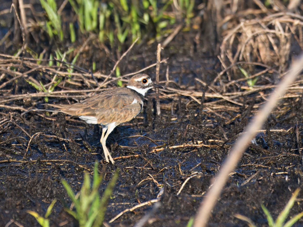 Killdeer - ML622673172