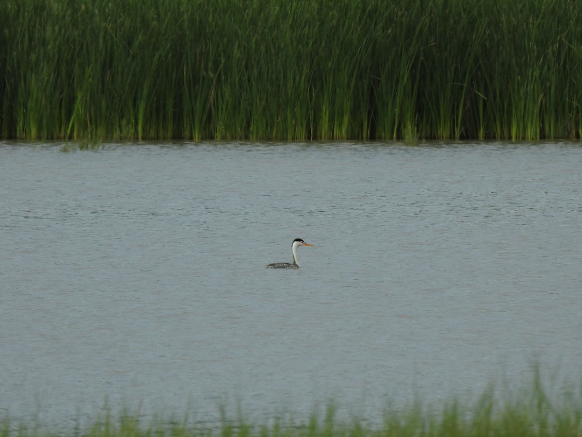 eBird Checklist - 18 Aug 2024 - 45735, Villa Corona MX-Jal. 20.40909 ...