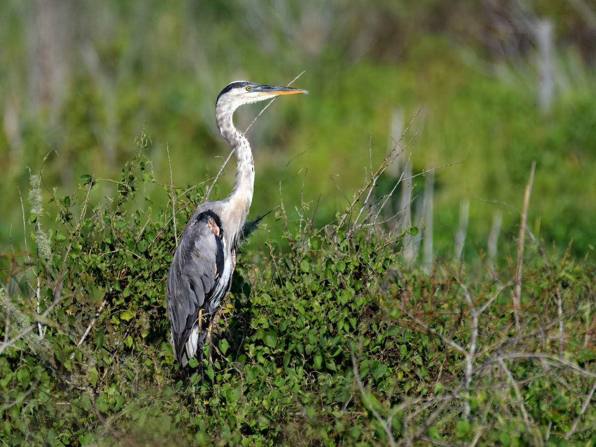 Great Blue Heron - Brett Bickel