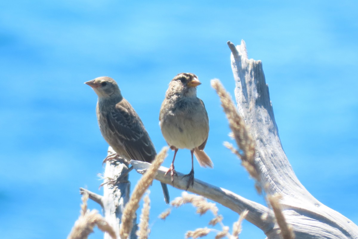 Brown-headed Cowbird - ML622673205