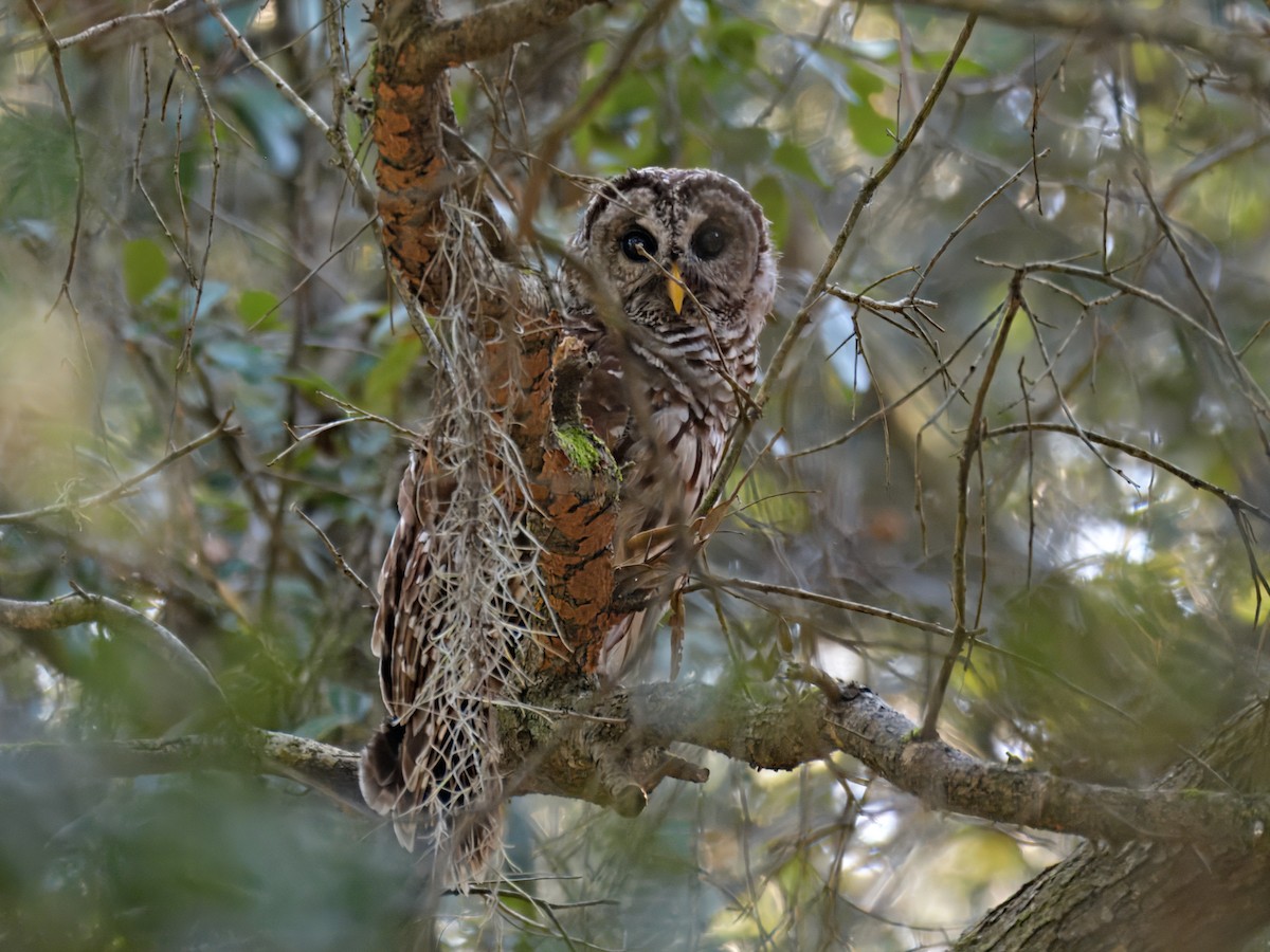 Barred Owl - ML622673209