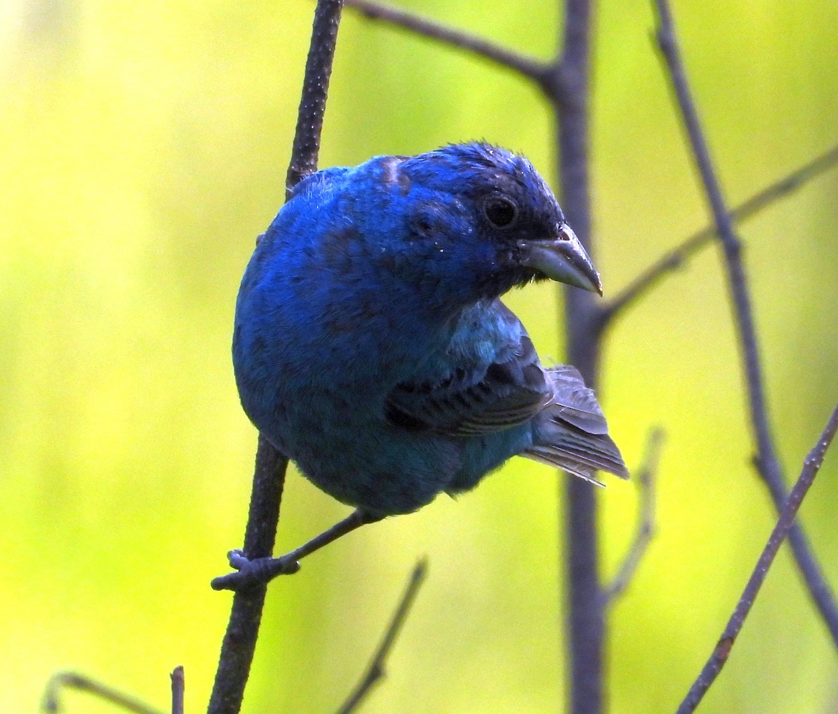 Indigo Bunting - ML622673213