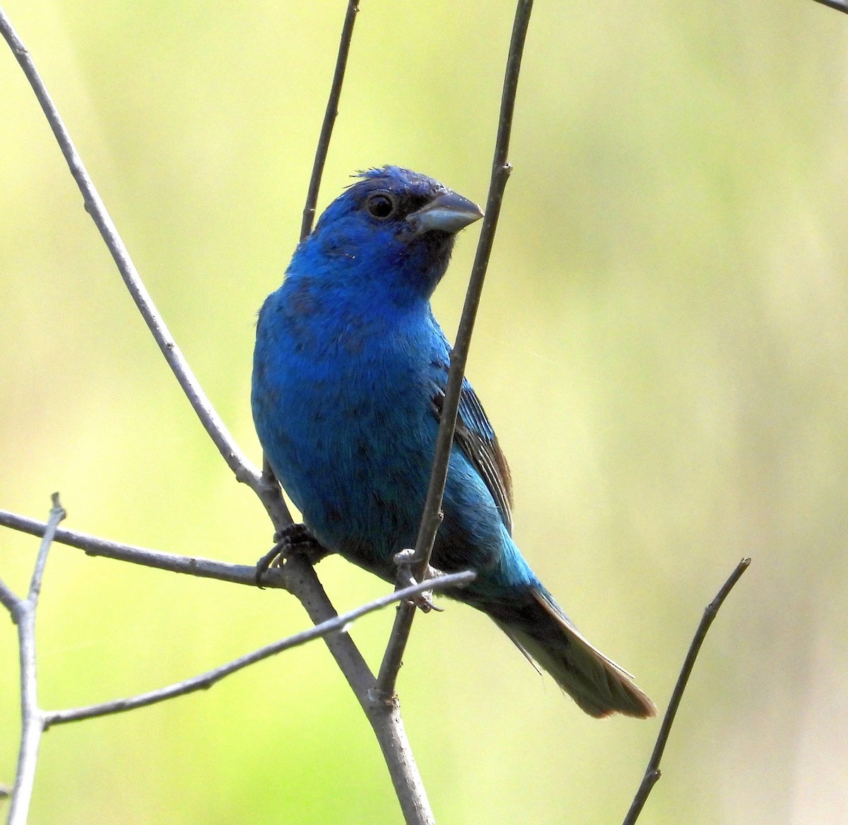 Indigo Bunting - Paul Lender