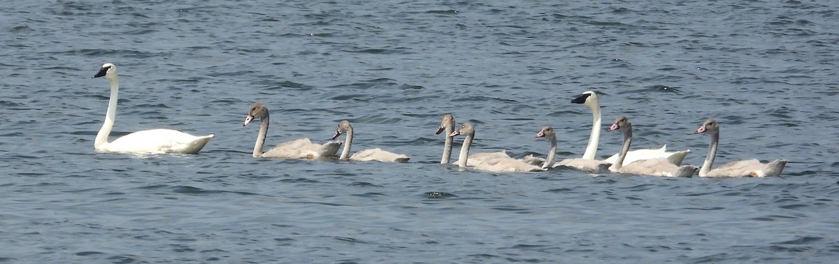 Trumpeter Swan - ML622673225