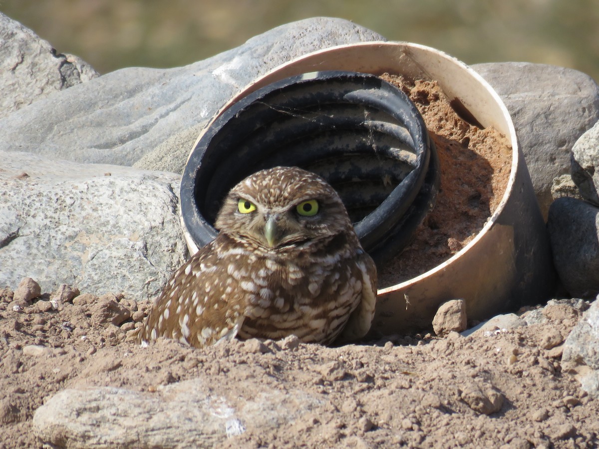 Burrowing Owl - ML622673226