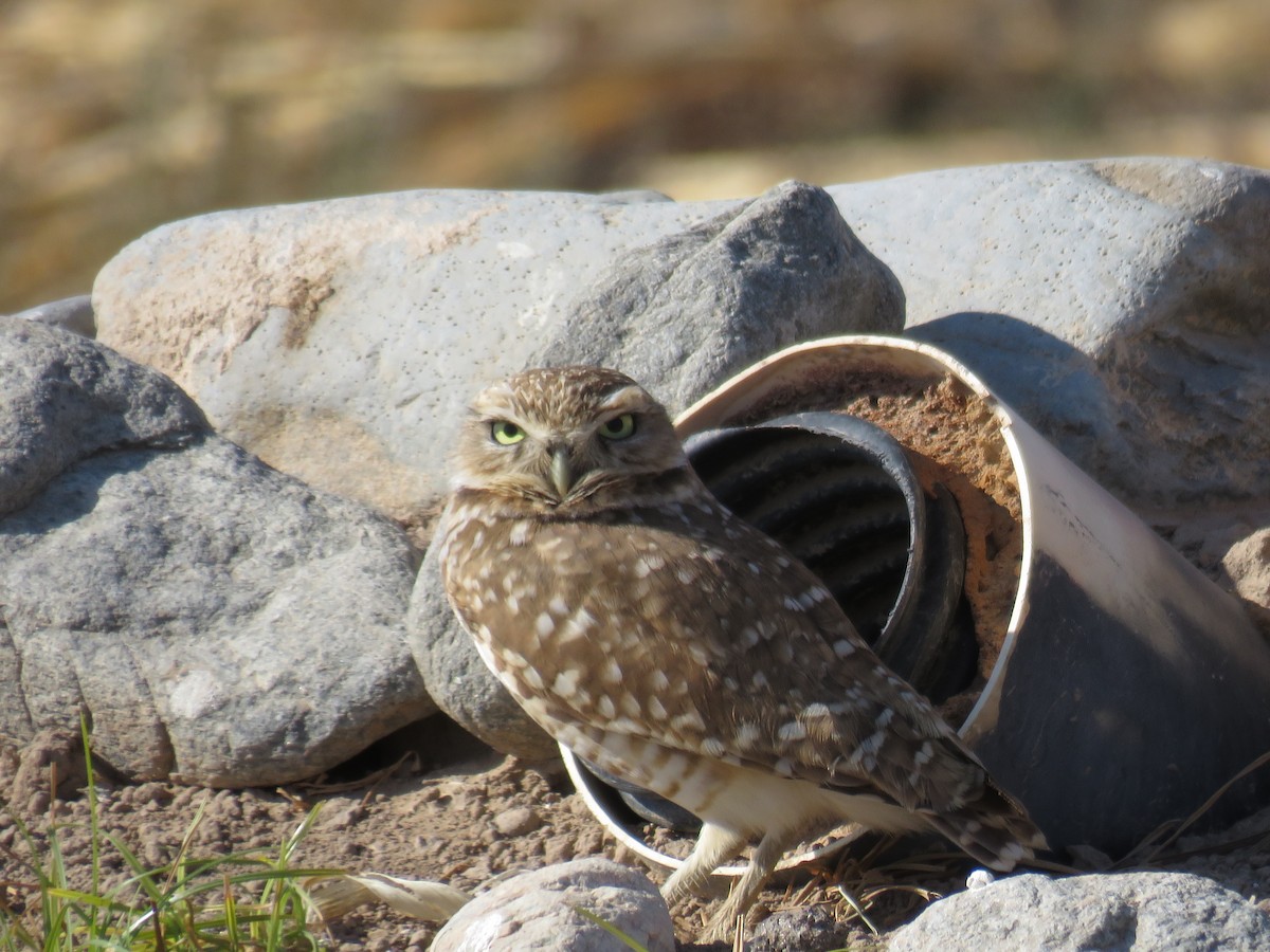 Burrowing Owl - ML622673229