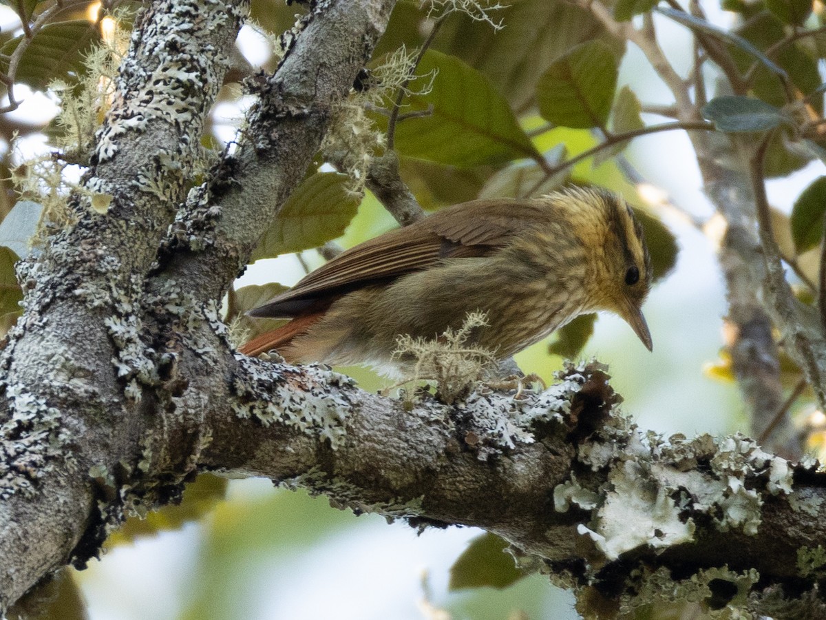 Sharp-billed Treehunter - ML622673234