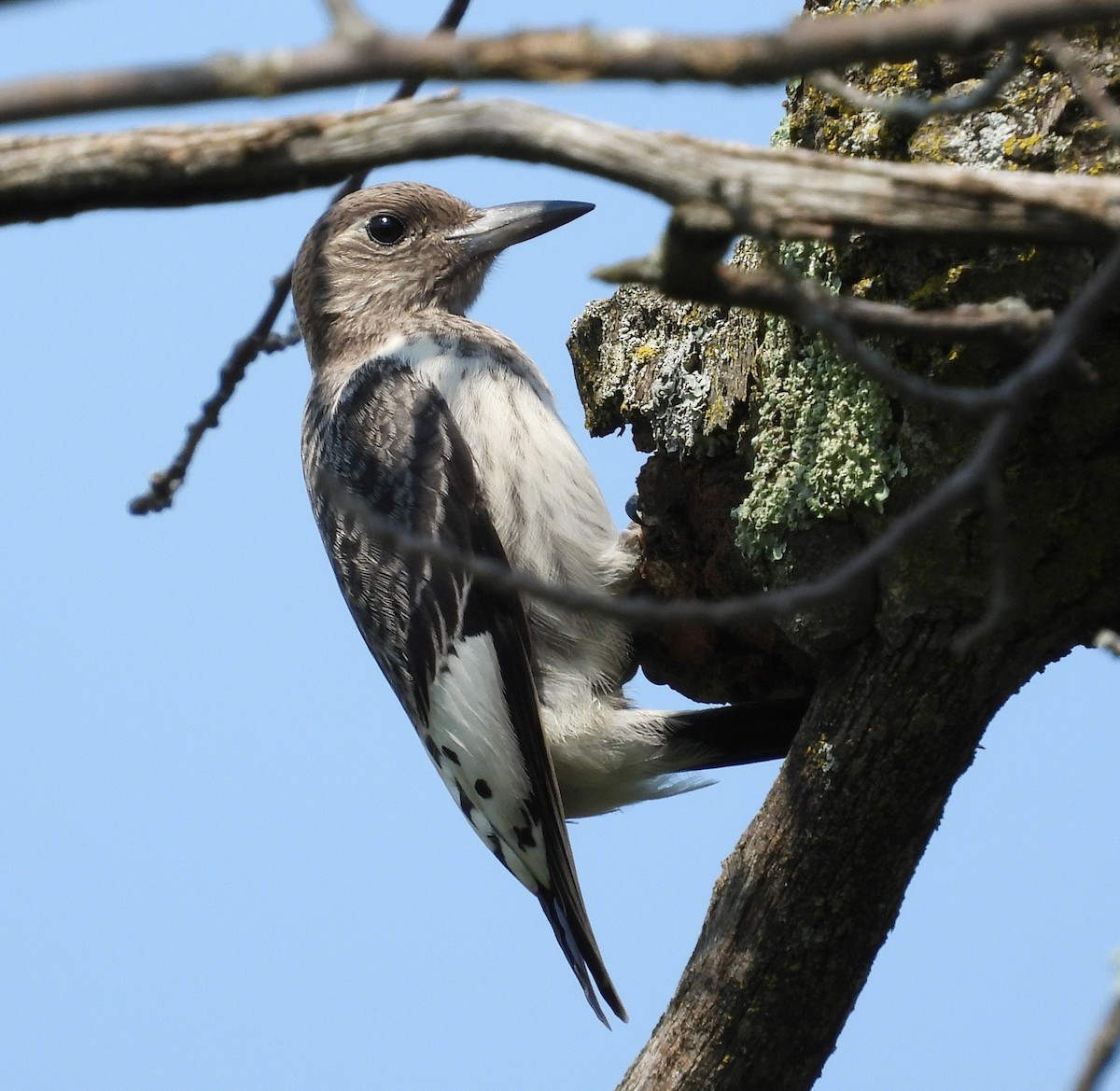 Red-headed Woodpecker - Paul Lender