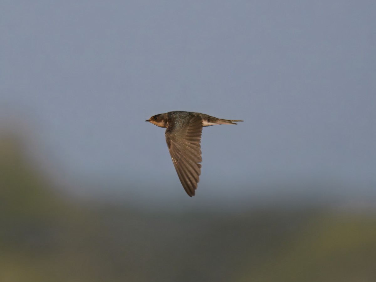 Barn Swallow - ML622673239