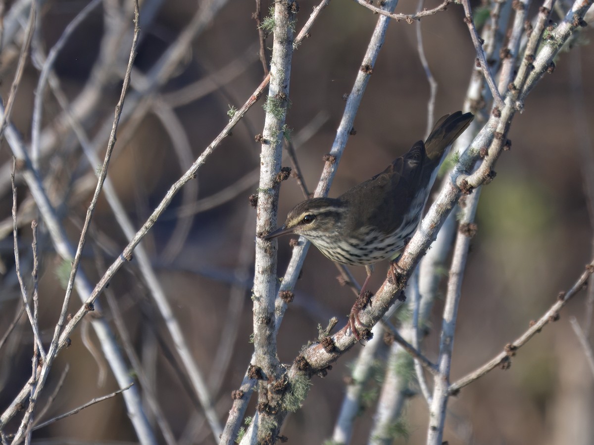 Northern Waterthrush - ML622673244