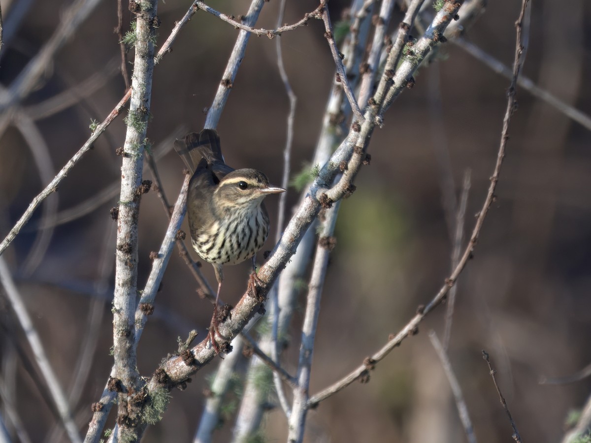 Northern Waterthrush - ML622673246