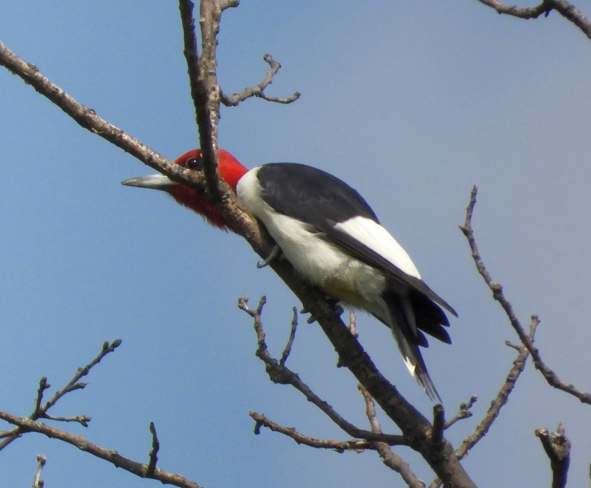 Red-headed Woodpecker - ML622673254