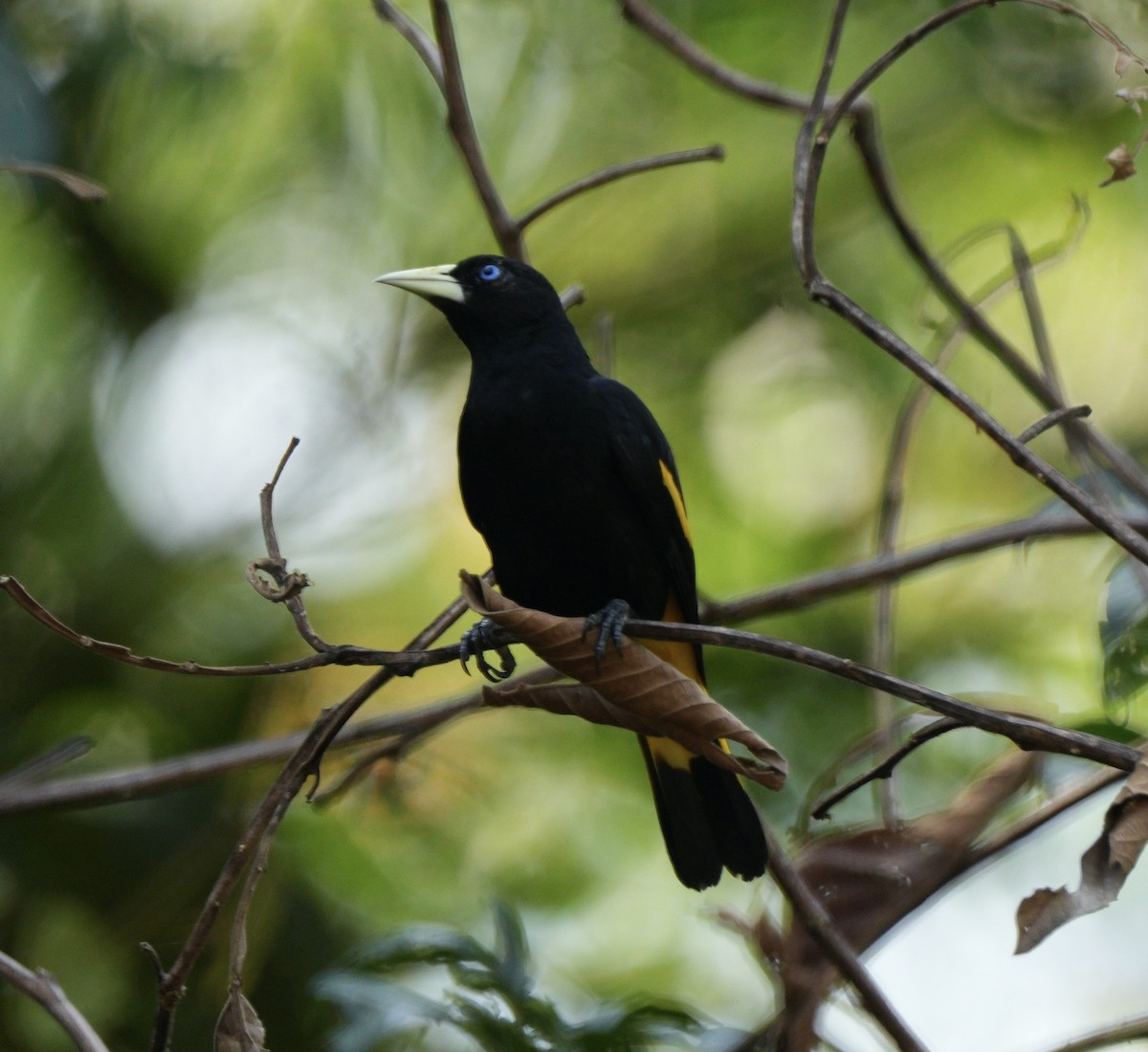 Yellow-rumped Cacique - ML622673275