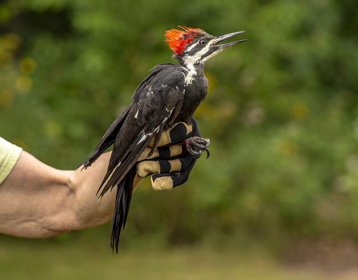 Pileated Woodpecker - ML622673278