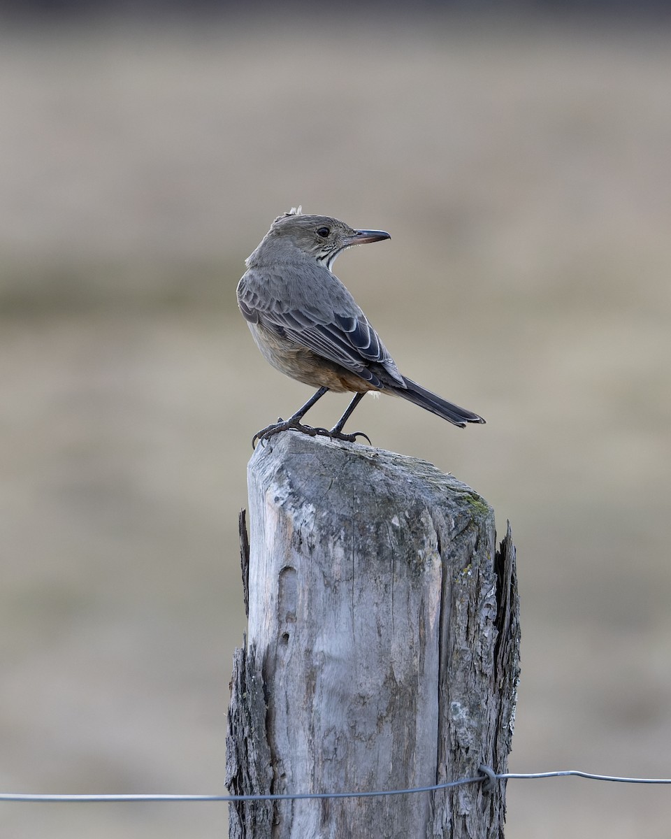 Great Shrike-Tyrant - ML622673294