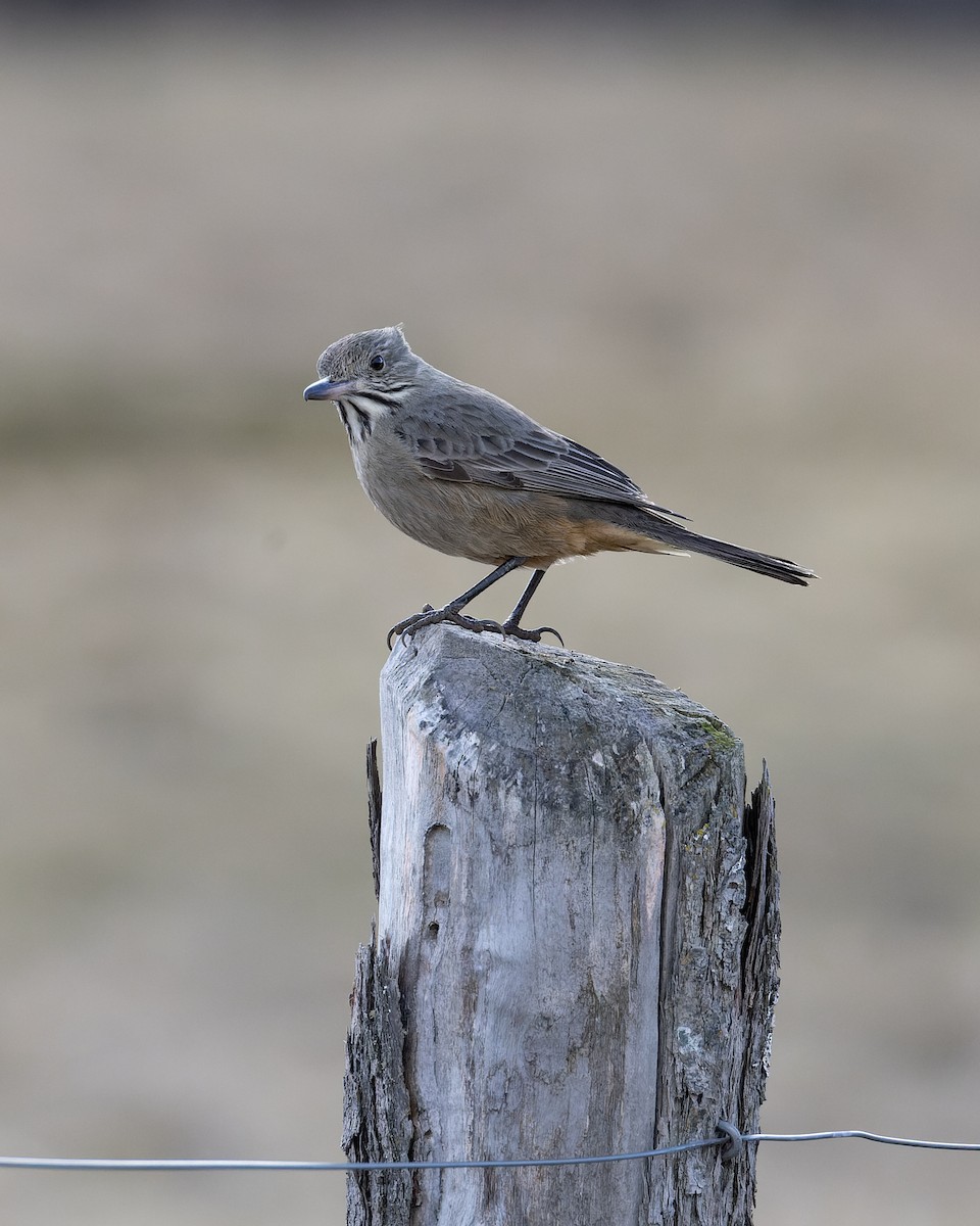 Great Shrike-Tyrant - ML622673295