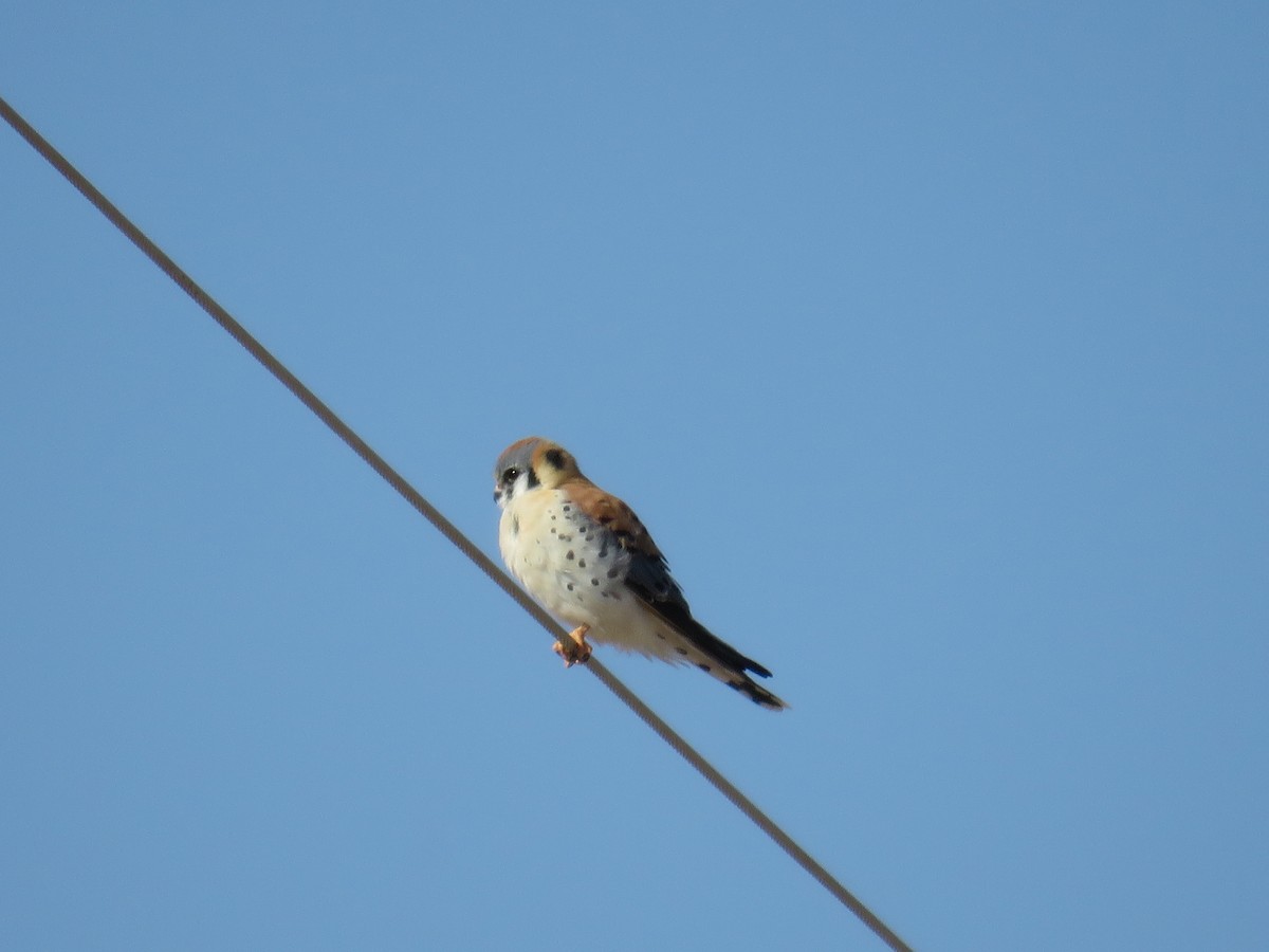 American Kestrel - ML622673298